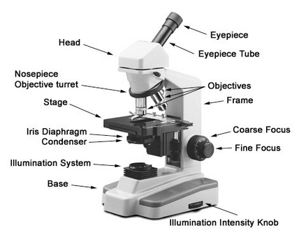 Guide To Using A Microscope - Sarah S